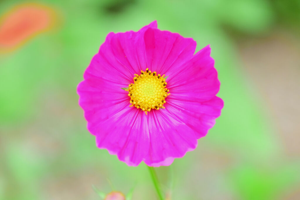 秋桜　1/4