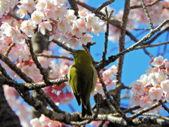 サクジロー　３