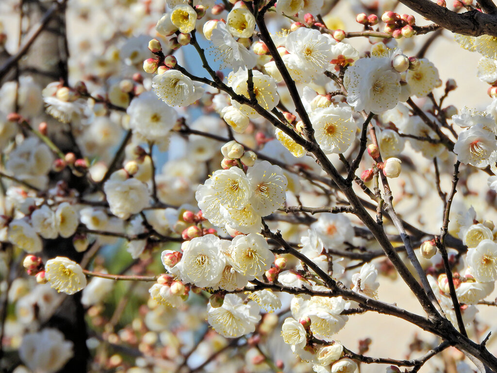 今日の白梅　４