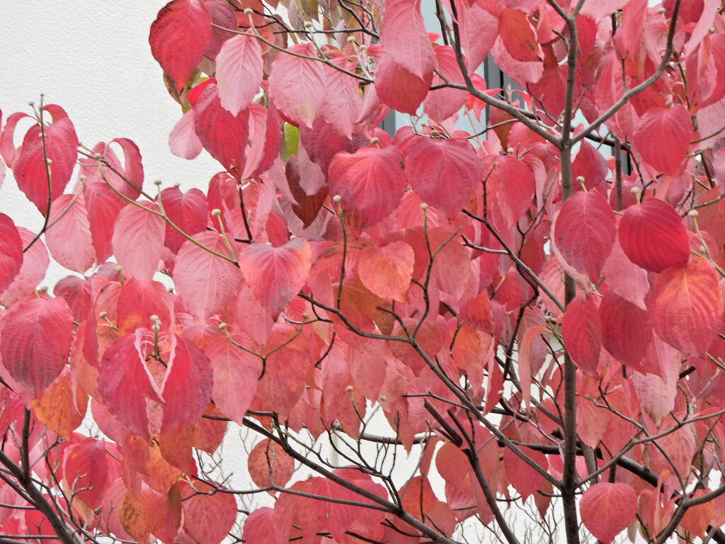 ハナミズキの紅葉　４