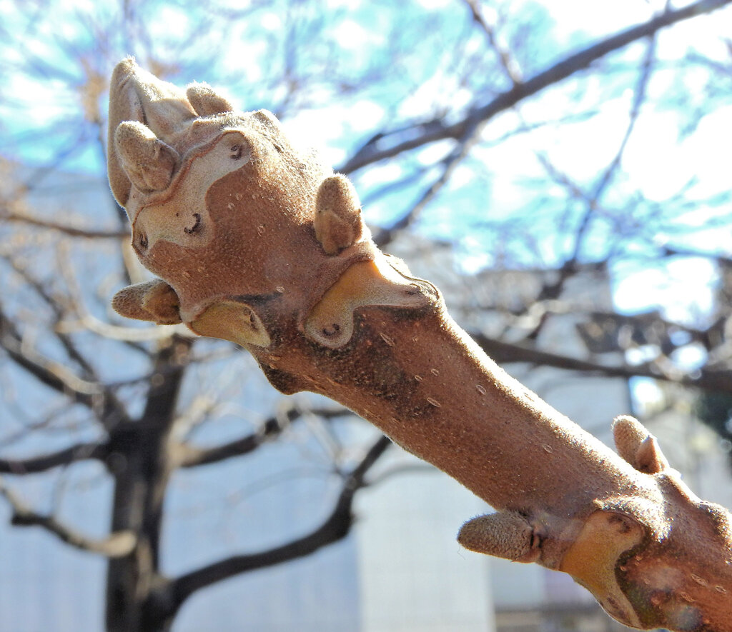 オニグルミの新芽（冬芽）羊の顔か猿の顔？　４