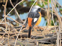 ジョビ男　と遊んだ　５