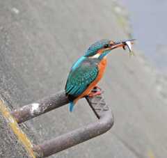 翡翠さんお魚get　２