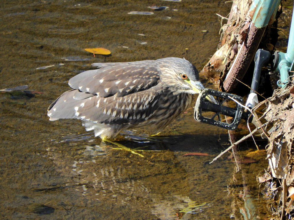 ホシゴイ（ゴイサギの幼鳥）２