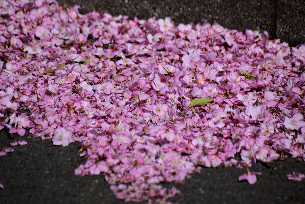 綺麗に咲く河津桜　花散らしのヤツが来た！！