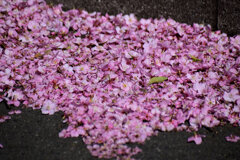 綺麗に咲く河津桜　花散らしのヤツが来た！！