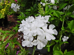 瑠璃茉莉 （るりまつり）（プランバーゴ）白花　２