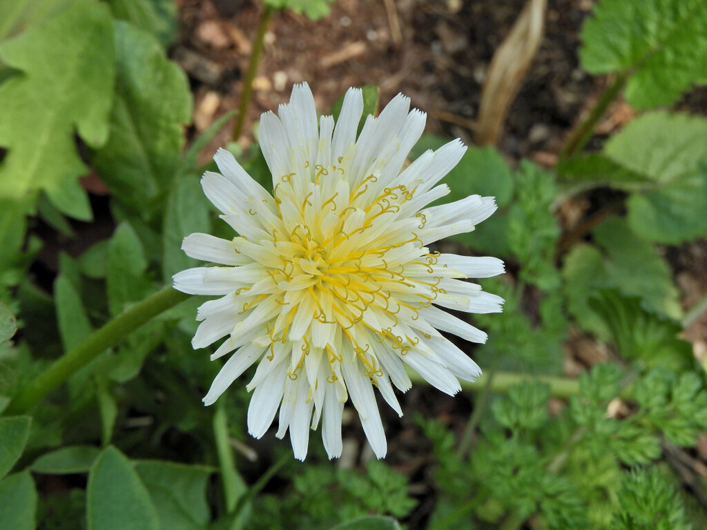 白花蒲公英　３