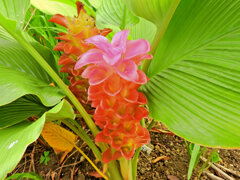 鬱金 (ウコン)クルクマ　花