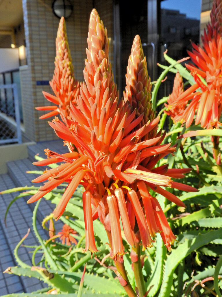 アロエの花　２