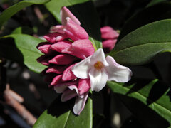 沈丁花　５