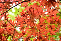 春紅葉　18