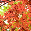 春紅葉　18
