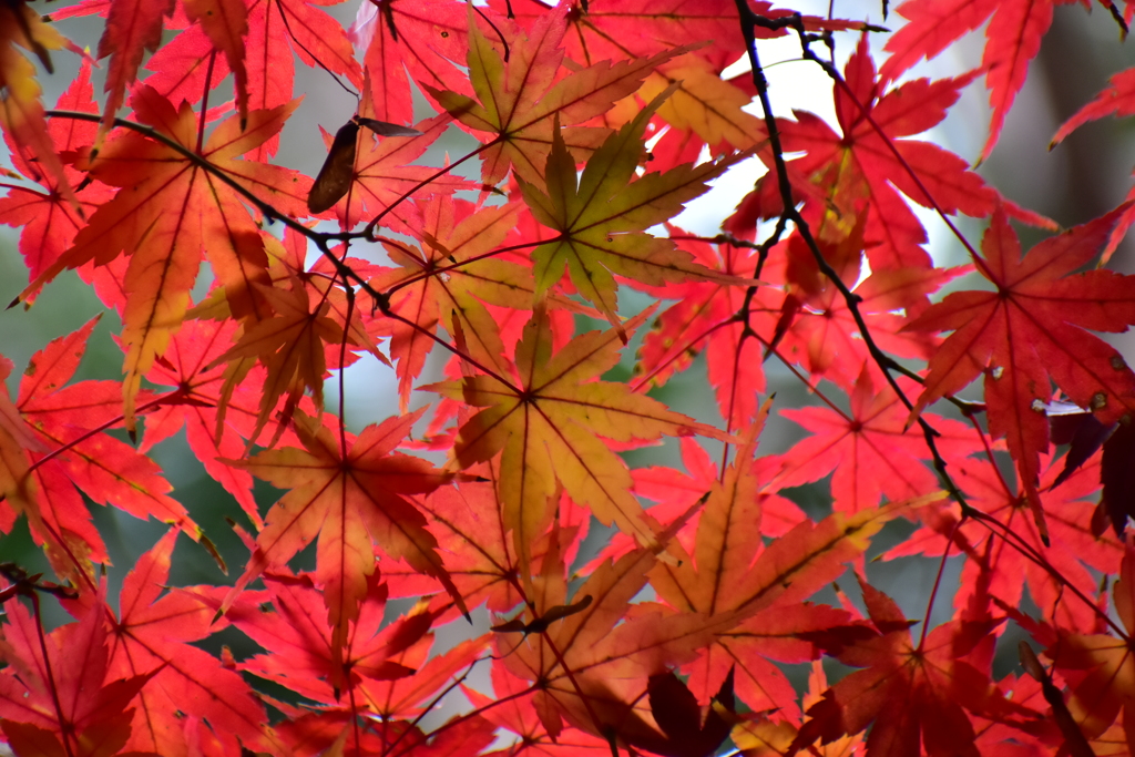 紅葉　６