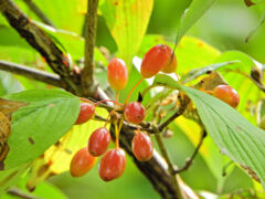 ﻿山茱萸（サンシュユ）の実　１