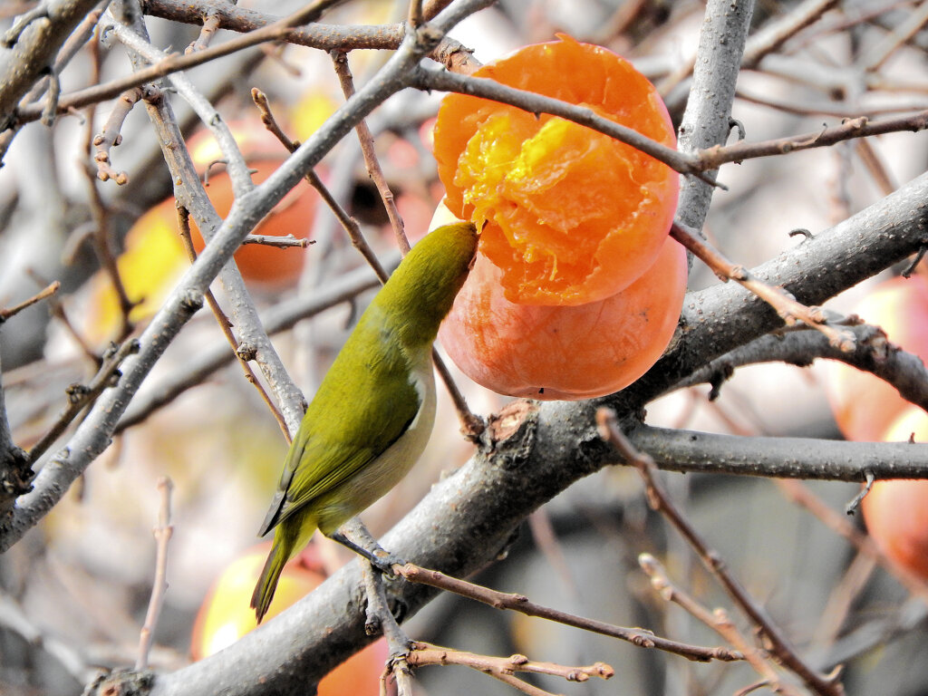 柿喰う　メジロさん　１０