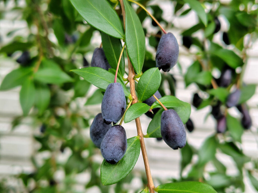 銀梅花 （ぎんばいか）（黒い実）４