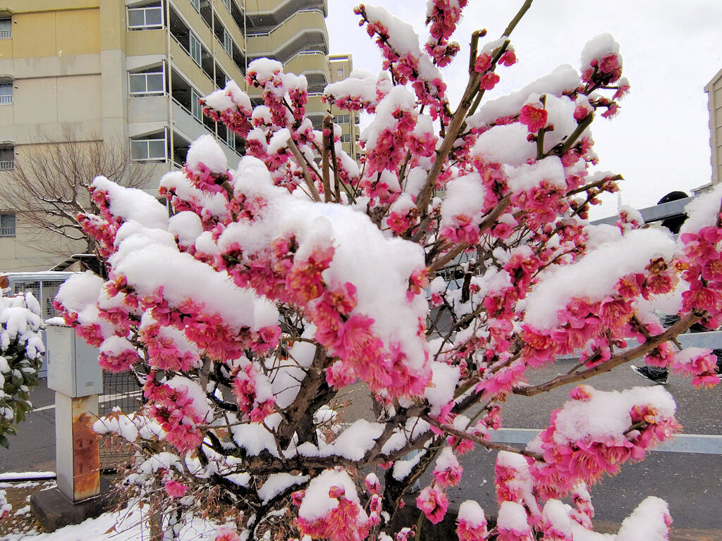 ☃　紅梅に積雪　{{{{（❆☻ω☻❆）}}}}寒ううぅ　