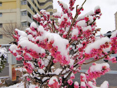 ☃　紅梅に積雪　{{{{（❆☻ω☻❆）}}}}寒ううぅ　
