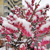 ☃　紅梅に積雪　{{{{（❆☻ω☻❆）}}}}寒ううぅ