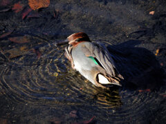 コガモ　さん　６