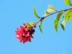 真冬の　ベニチョウジ（紅丁字）１