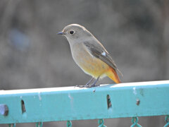 久々の　ジョビ子さん　５