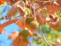 鈴懸の木 （すずかけのき） （プラタナス）３