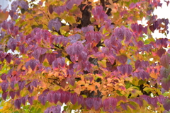 桂の紅葉　１０