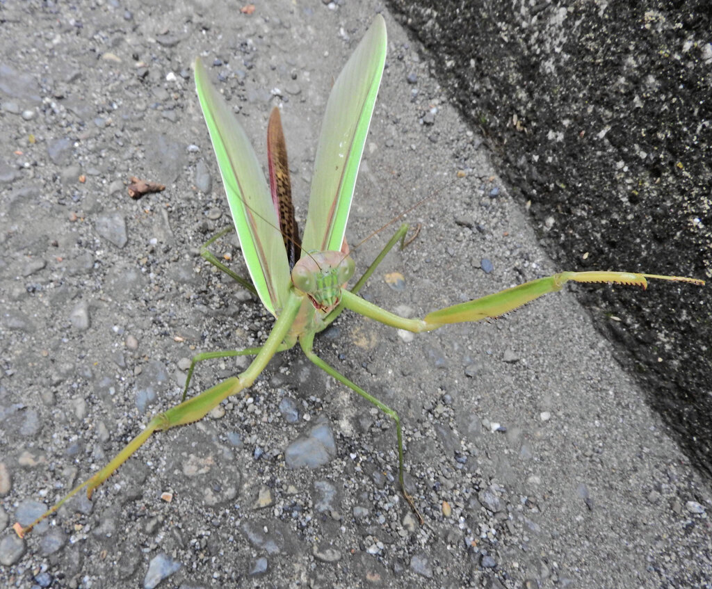 蟷螂さんと出合って遊んだ(∩.∩）　３