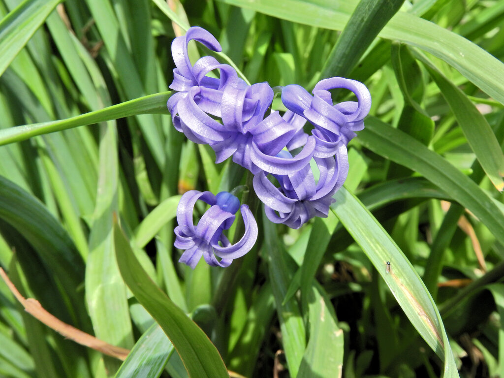 ヒヤシンス　３