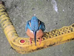 カワセミ　さん　２