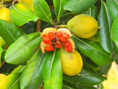 扉 （とべら）（実、タネ）２