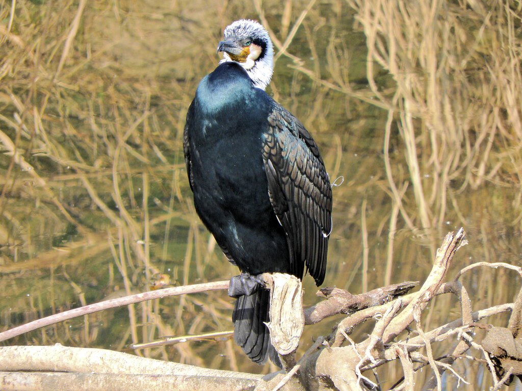 カワウ　さん　1/3