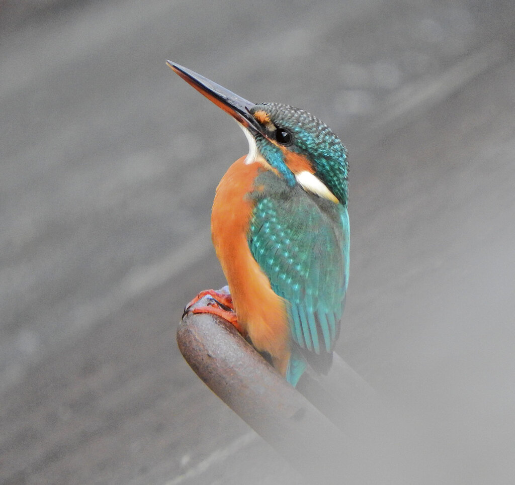 久々のカワセミ　さん　２