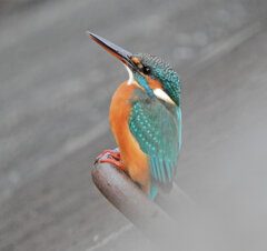 久々のカワセミ　さん　２