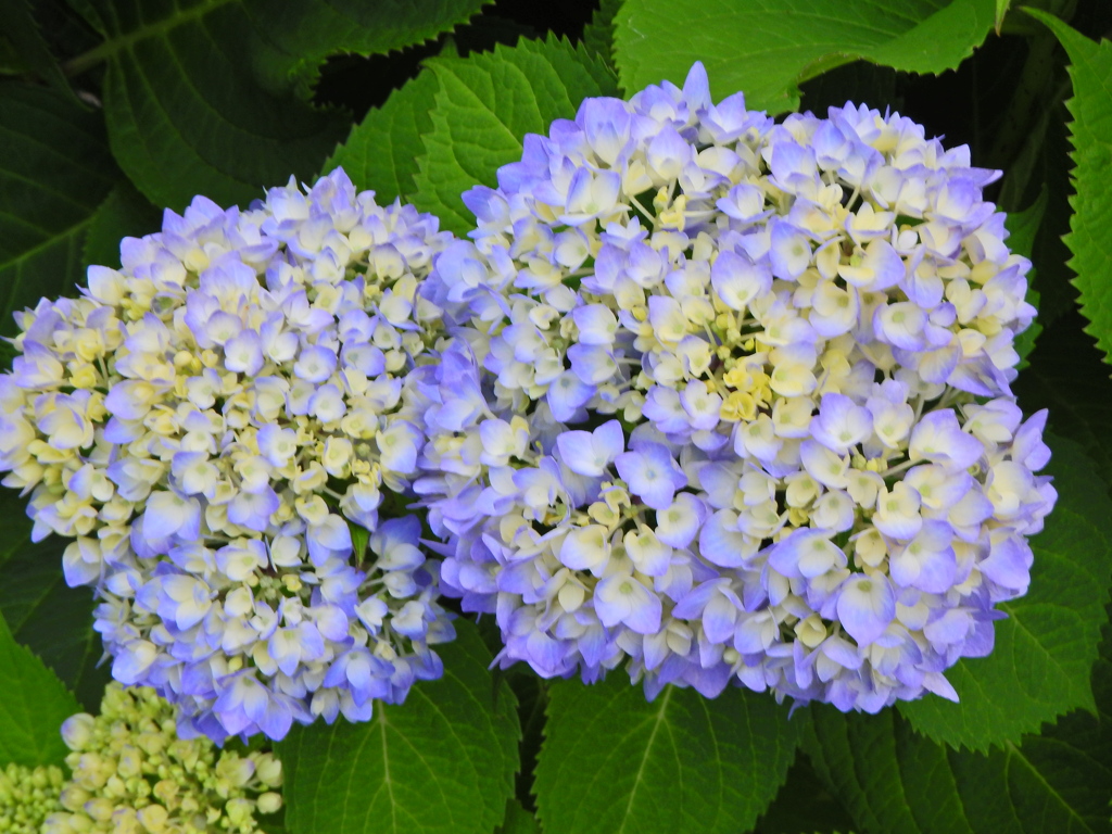 紫陽花　２