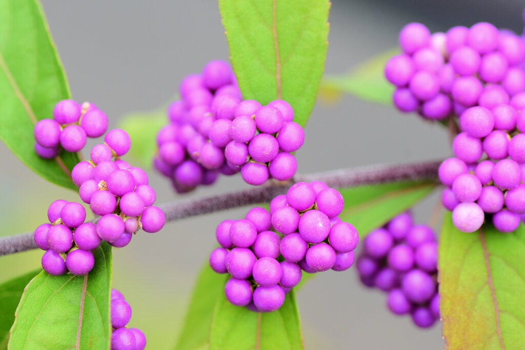 小紫（こむらさき）の実　1/8