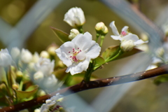 梨の花　開花　２