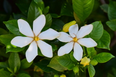 梔子 （くちなし）の花　５