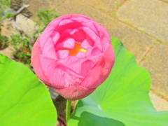 蓮の花　４