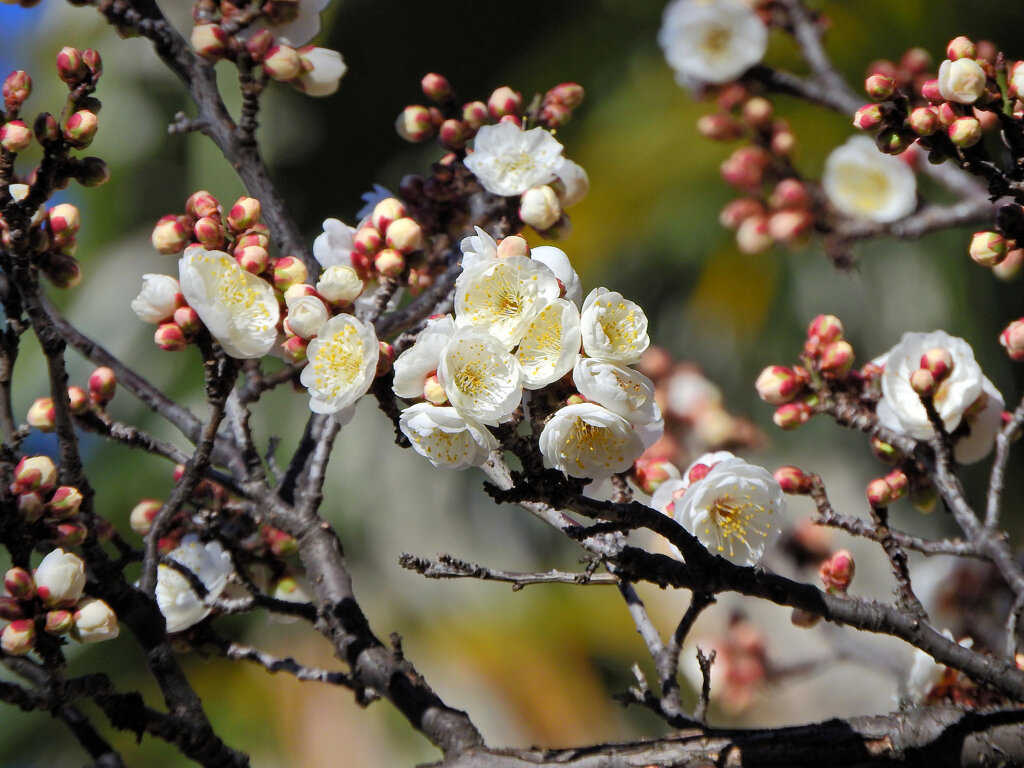近所の幼稚園の園庭で白梅が開花　１
