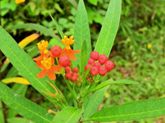 唐綿 （とうわた）   （アスクレピアス）６