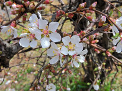 ゆすらうめ（山桜桃梅）　花　２