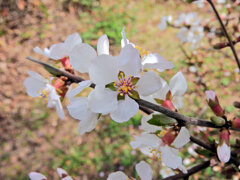 ゆすらうめ（山桜桃梅）　花　１