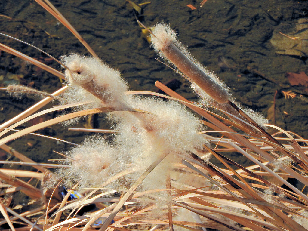 「がまの穂」（蒲の穂）６