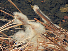 「がまの穂」(蒲の穂)6