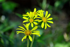 石蕗（ツワブキ）花　１