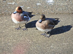 ヒドリガモ　さん　３