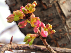 河津桜　蕾